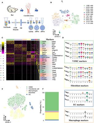 Single-Cell RNA Sequencing of the Rat Carotid Arteries Uncovers Potential Cellular Targets of Neointimal Hyperplasia